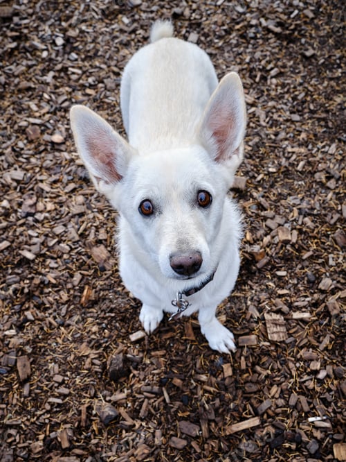 Preview: A white cute dog with big ears looks up pleadingly at his owner