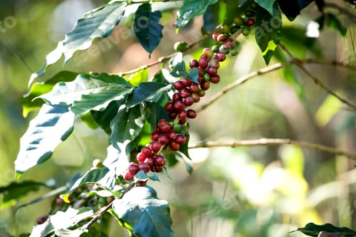 Preview: Coffee bean berry ripening on coffee farm