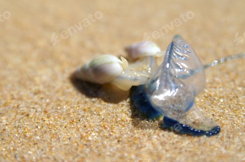 Preview: Portuguese Man O' War and Shells on Beach