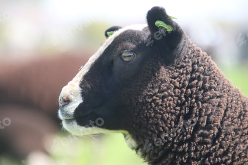 Preview: Sheep