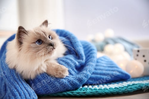Preview: Cute cat wrapped in knitted sweater lying on floor at home. Warm and cozy winter