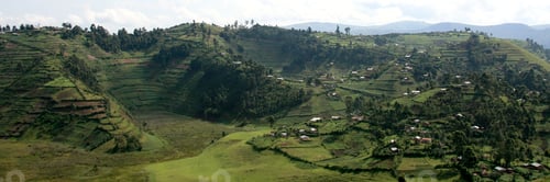 Preview: Rice Fields in Uganda, Africa
