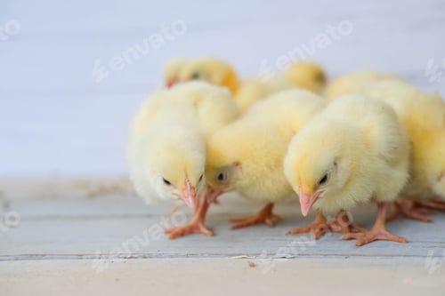 Preview: Close-up of yellow chickens on the floor, Beautiful yellow little chickens look at the grain
