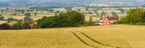 Preview: Corn field, Longborough, The Cotswolds, Gloucestershire, England, United Kingdom, Europe
