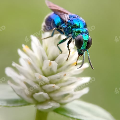 Preview: Insect