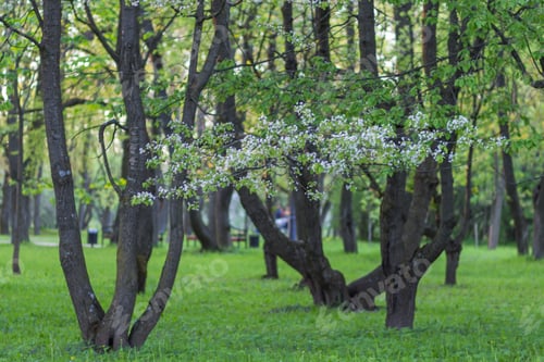 Preview: trees in the evening