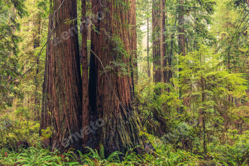 Preview: Coastal Redwood Forest
