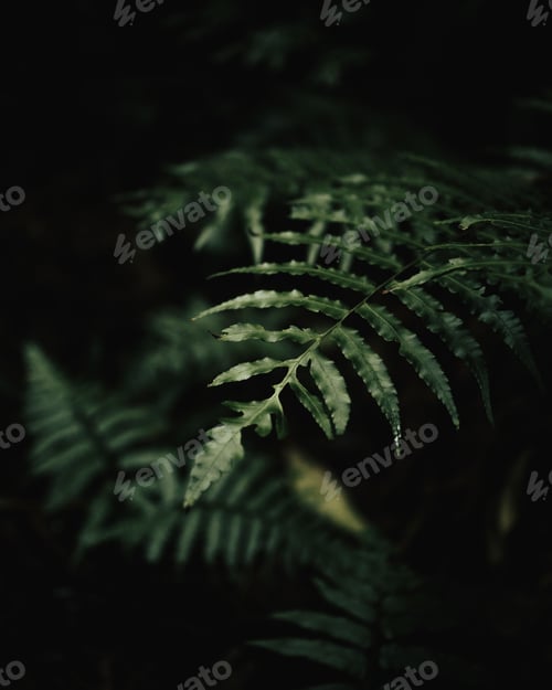 Preview: a fern plant on the ground at night in a forest