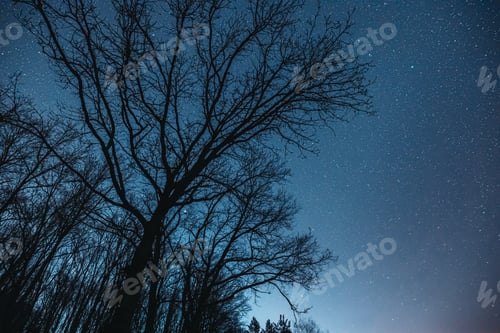 Preview: Night Sky Stars Above Dark Black Oak Trees Trunks Silhouettes In Early Spring. Natural Starry Sky