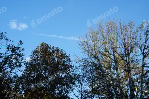 Preview: Trees of corso Sempione in Milan, Italy, at November