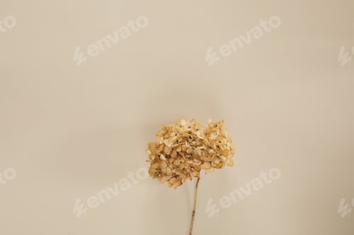Dried Hydrangea Bloom on Cream Background