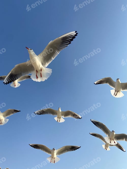 Preview: Seagulls fly in the sky