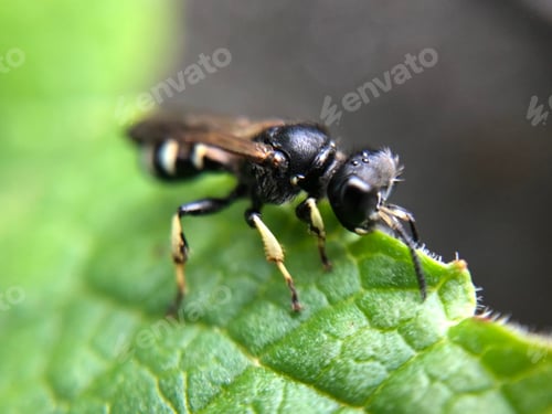Preview: Macro bug/insect on green leaf