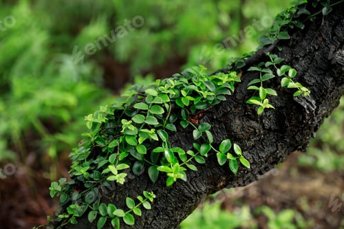 Preview: Parasitic vine wrapped around tree trunk in tropical forest