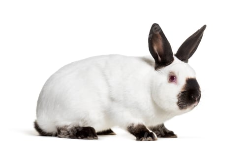 Preview: Russian rabbit sitting against white background