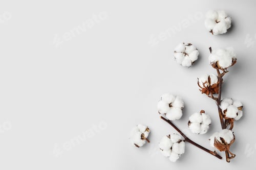 Preview: Flat lay composition with cotton flowers on light grey background. Space for text