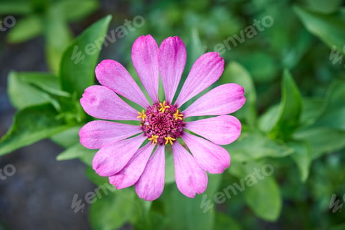 Preview: Purple flower blooms