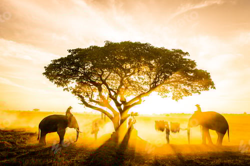Visualização: Elefantes ao nascer do sol na Tailândia