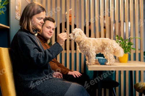 Preview: lapdog on the table he is happy to be next to her and eat delicious first trip to the dog cafe
