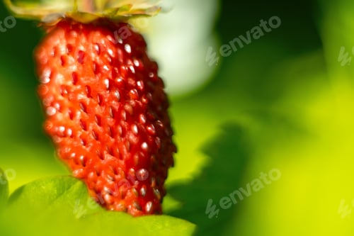 Preview: Wild strawberry macro, soft focus on foreground.