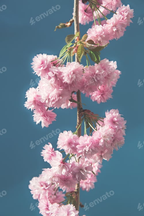 Preview: Cherry blossom tree on a blue background with pink flowers and petals in a Japanese garden