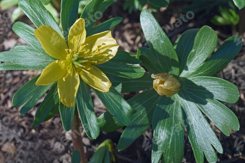 Preview: Winter Aconite Flowers (Eranthis Hyemalis)