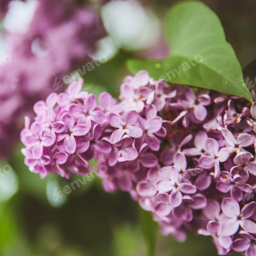 Preview: Sweet Lilac on the green background. Sweet Lilac. Lilac flowers