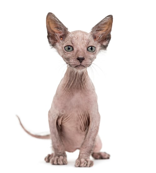 Preview: Kitten Lykoi cat, 7 weeks old, also called the Werewolf cat sitting against white background