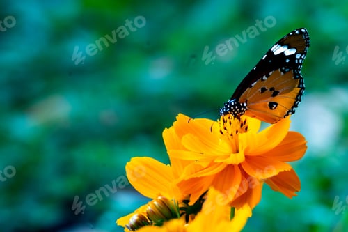 Preview: Closeup macro focus shot of a beautiful butterfly sitting on a flower