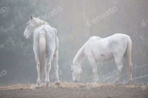 Preview: Idyllic Foggy Day with Grazing Horse in the Countryside