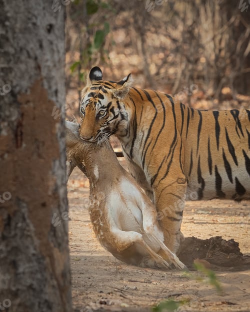 Preview: Tigress With Kill