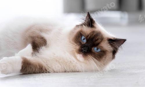 Preview: Ragdoll cat portrait