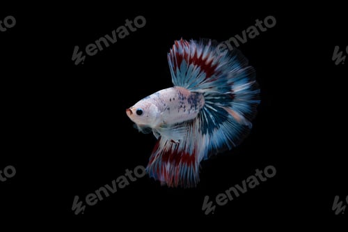 Preview: Beautiful colorful of siamese betta fish