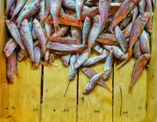 Preview: Fish Food in a Fish Market Stand