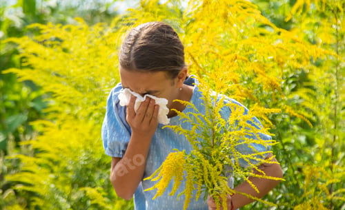 Preview: Child in ragweed flowers allergy. Selective focus.
