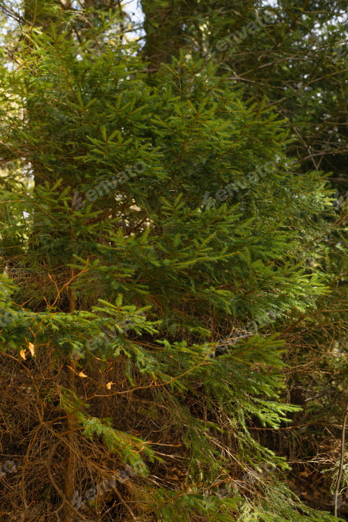 Preview: Evergreen trees in forest at daytime