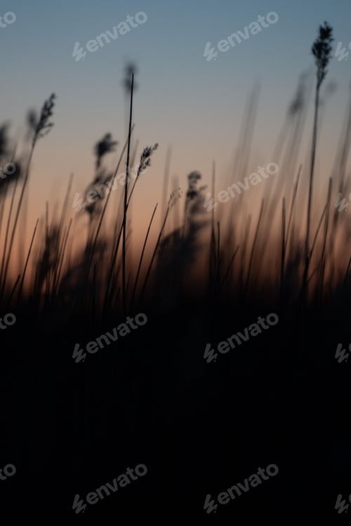 Preview: Vertical shot of a grass field during sunset hours