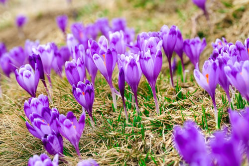 Preview: Purple crocus flowers in snow awakening in spring