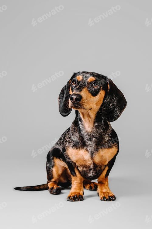 Preview: Beautiful marble dachshund on a gray background
