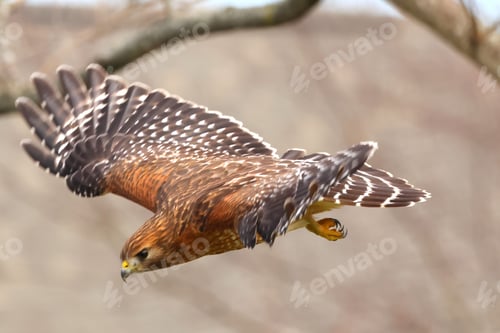 Preview: Red-shouldered hawk in flight