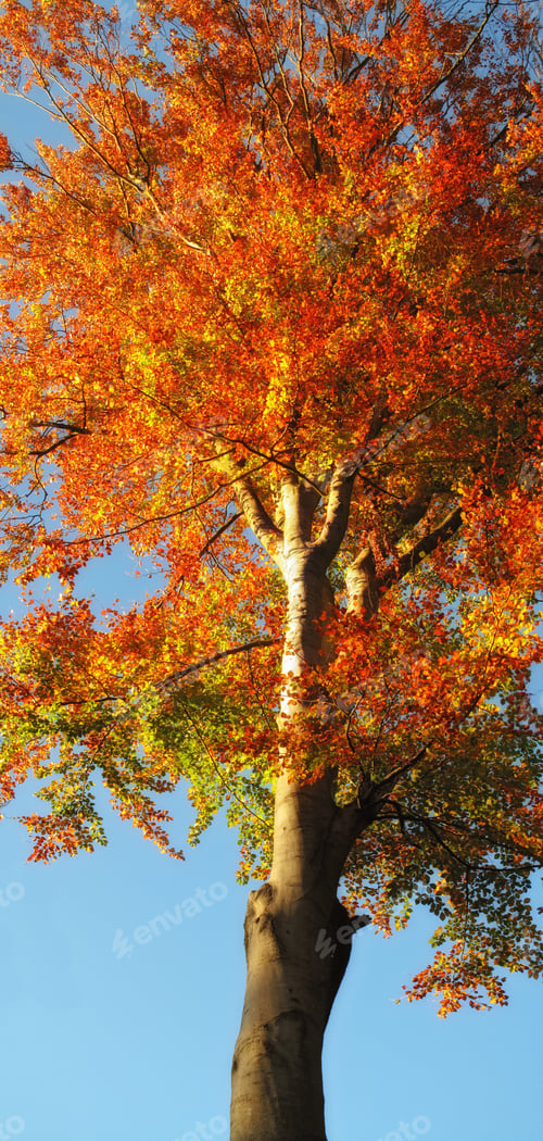 Preview: Autumn trees