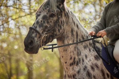Preview: Horses have always been majestic