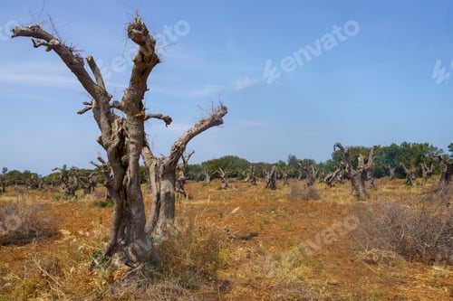 Preview: Rural landscape in Apulia near Lecce