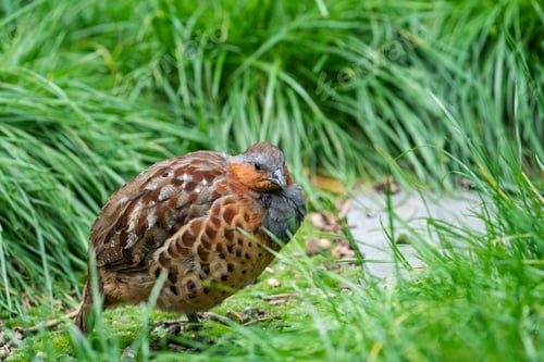 Preview: Hazel grouse perching on grassland