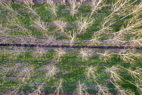Preview: New planting of poplar trees for paper production