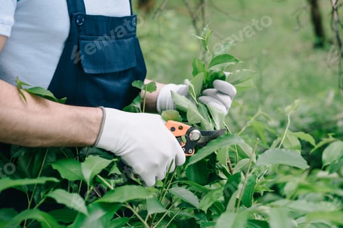 Preview: partial view of gardener in gloves trimming bush with pruner in garden