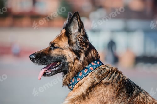 Preview: Portrait of a German shepherd dog. Dog outdoor. Purebred dog.