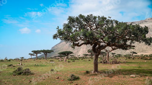 Preview: Socotras unique dragon blood trees rise in vibrant green fields under a bright sky