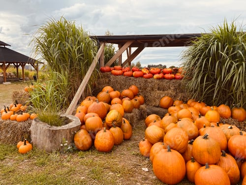 Preview: pumpkin farm