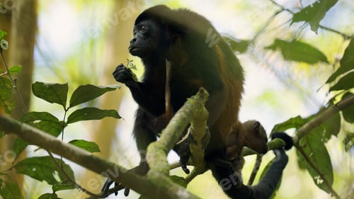 Preview: Howler monkey and baby eating leaves in rainforest canopy